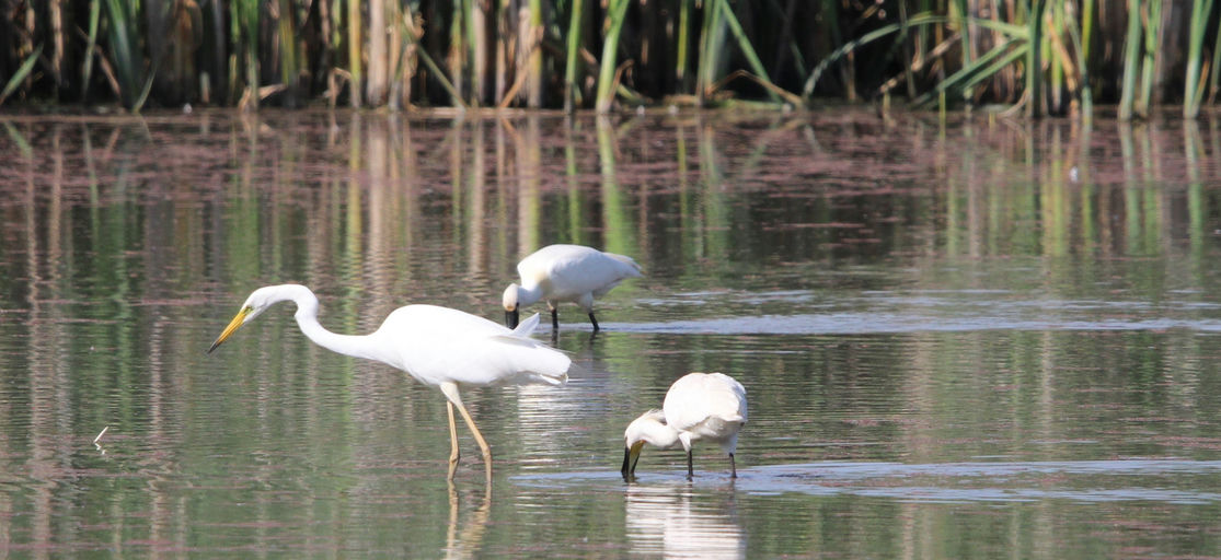 Spatule blanche et Grande Aigrette